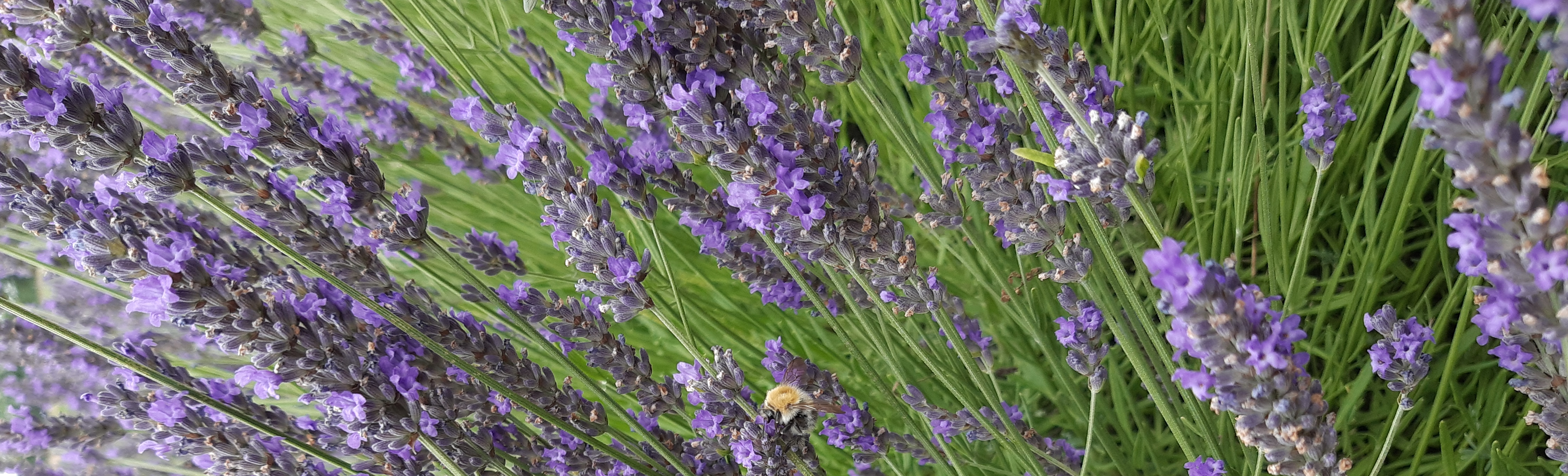 Eine Ackerhummel sammelt Pollen und Nektar an Lavendel.