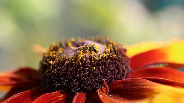 In Blütenstaub gebadet