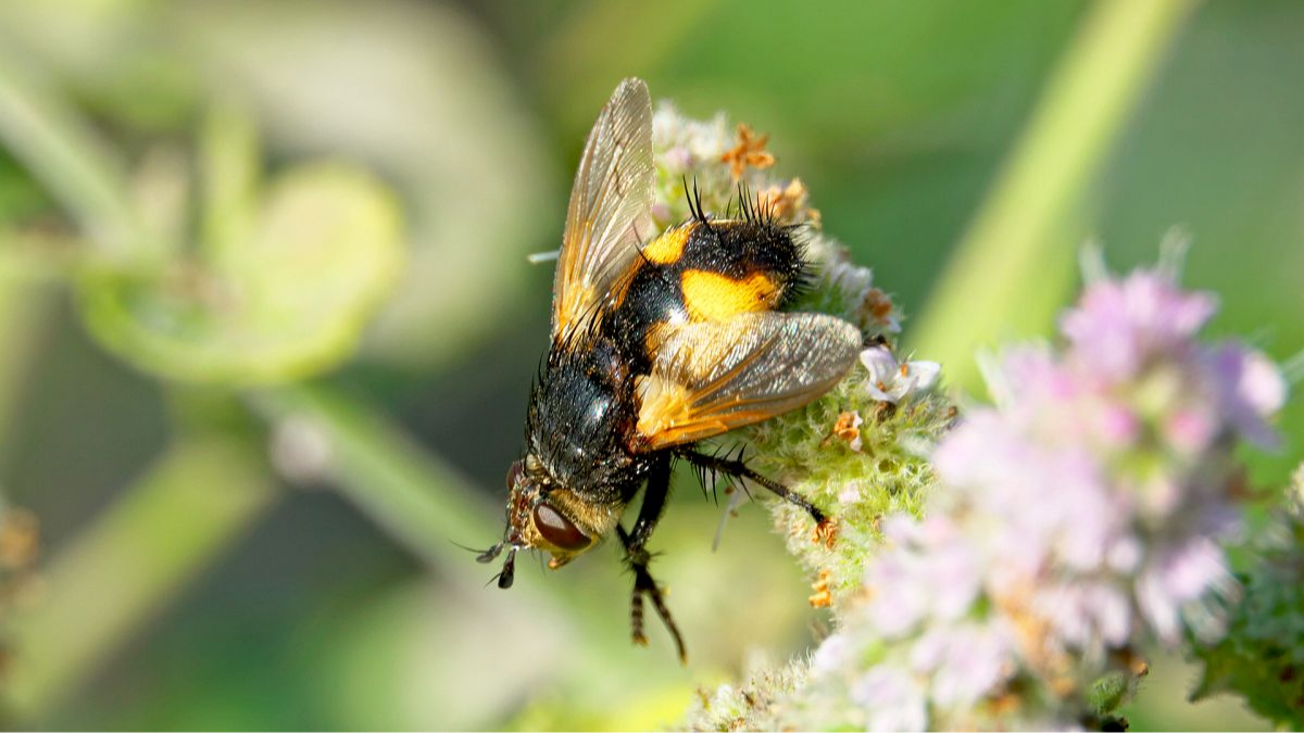 Schwarzfühler-Borstenfliege (Nowickia ferox)