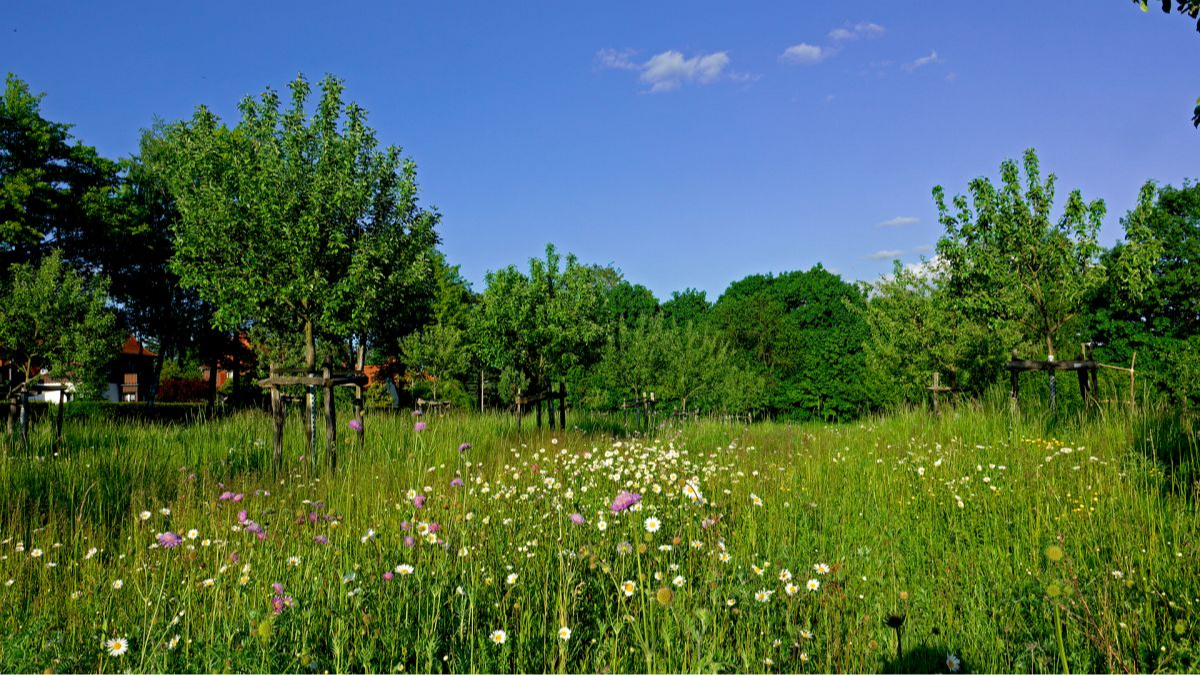 Mai 2025: Blütenpracht
