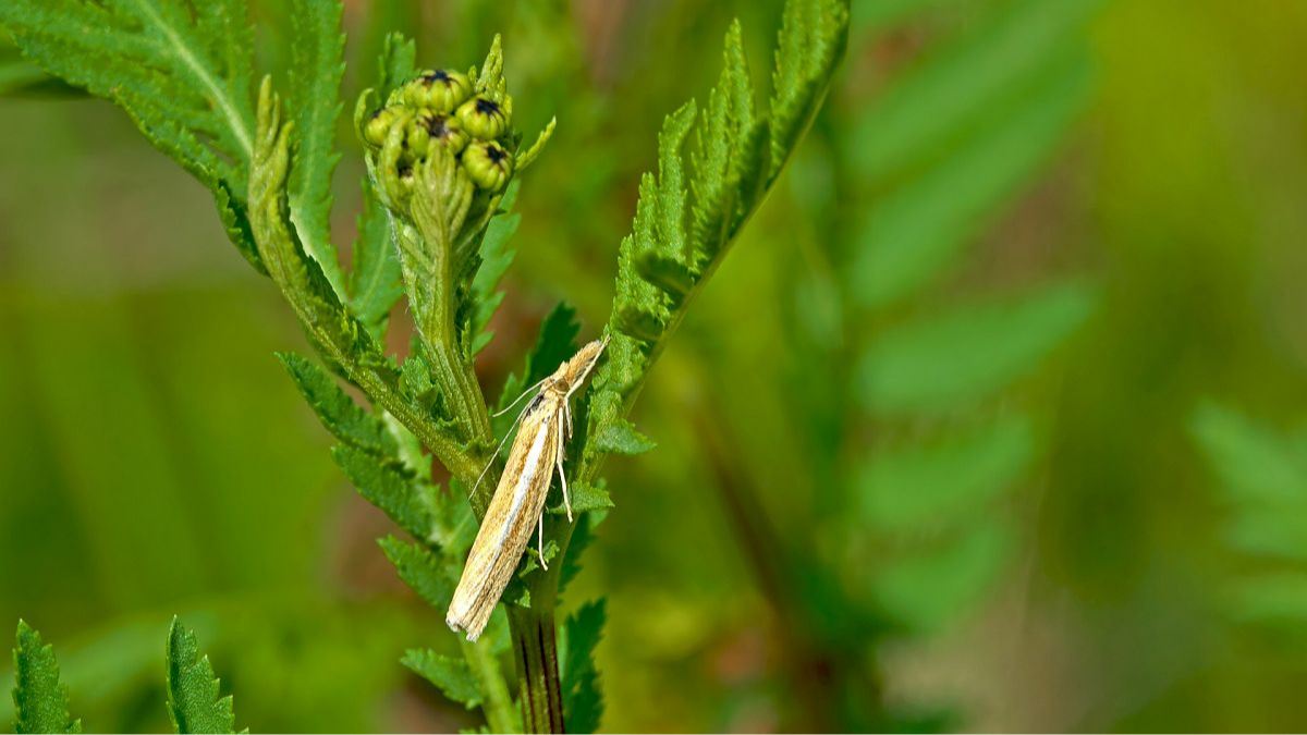 Agriphila tristella (Graszünsler)