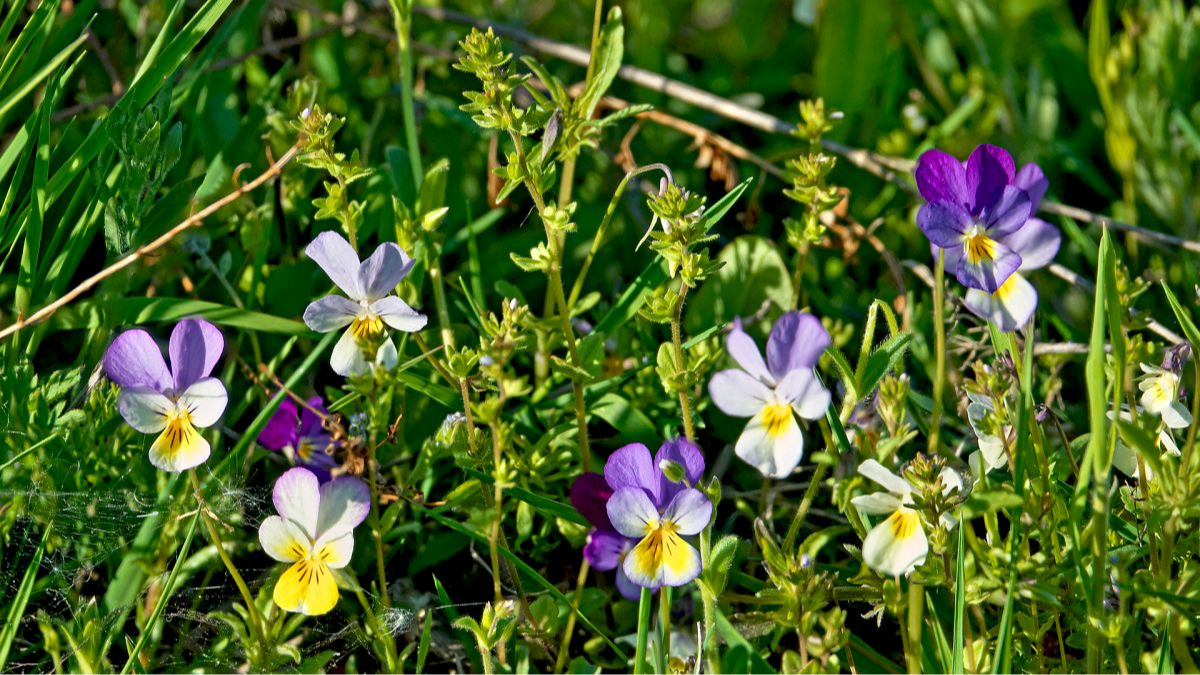 Wilde Stiefmütterchen