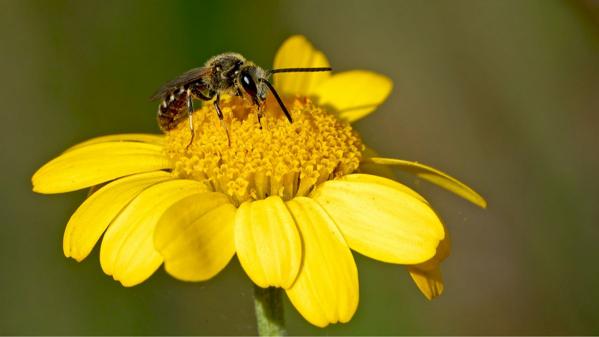 Schmalbiene? (Lasioglossum sp.?)