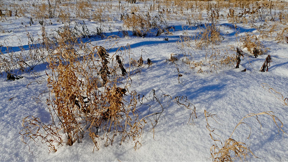Januar 2026: Frostig schön