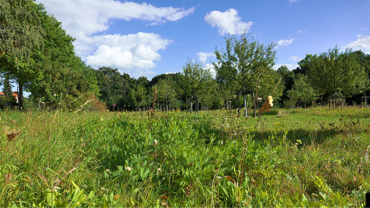 Oktober 2025: Insektenfreundliche Teilmahd