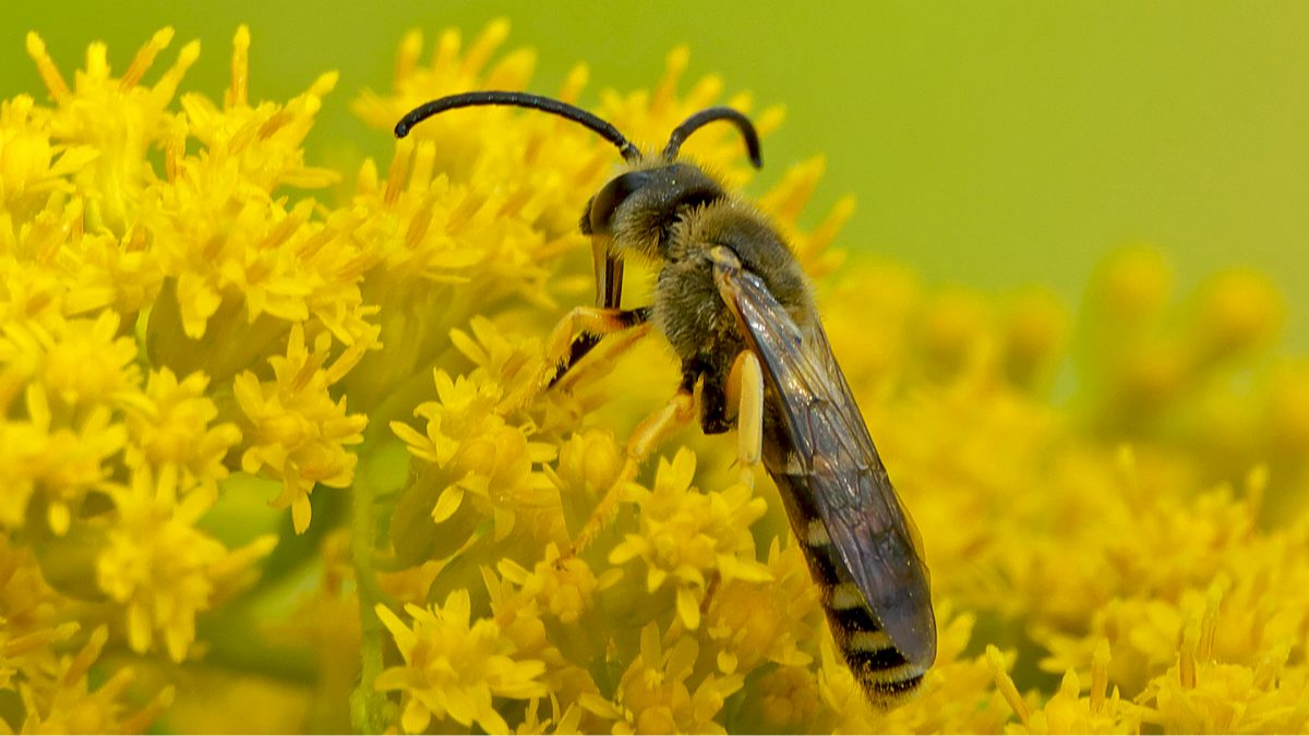 Gelbbindige Furchenbiene (männlich)