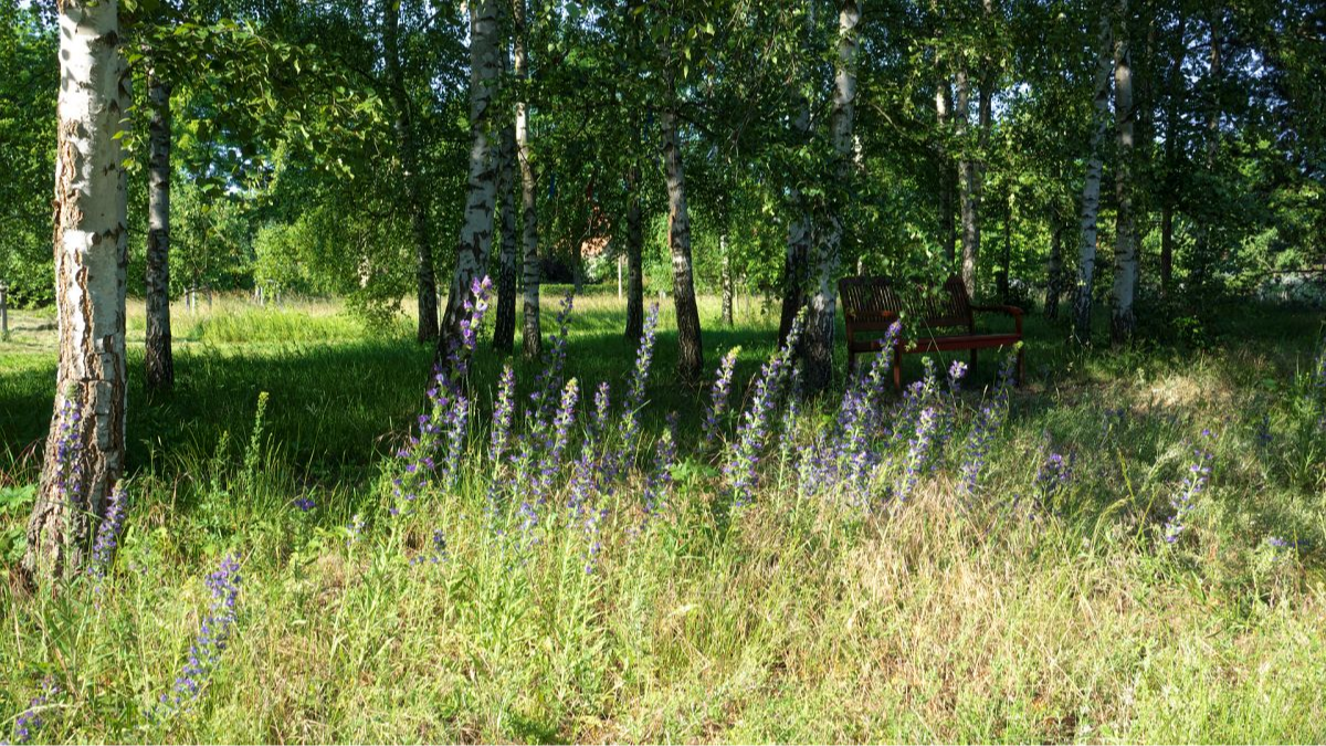 Juni 2025: Natternkopf blüht vor dem Wäldchen