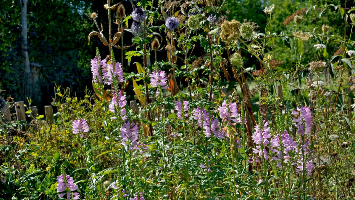 August 2025: Üppig blühender Insektengarten