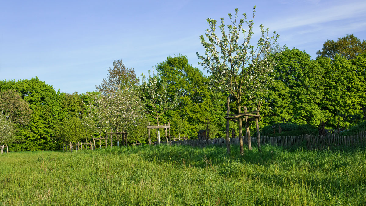 April 2025: Sattes Grün und erste Obstbaumblüten