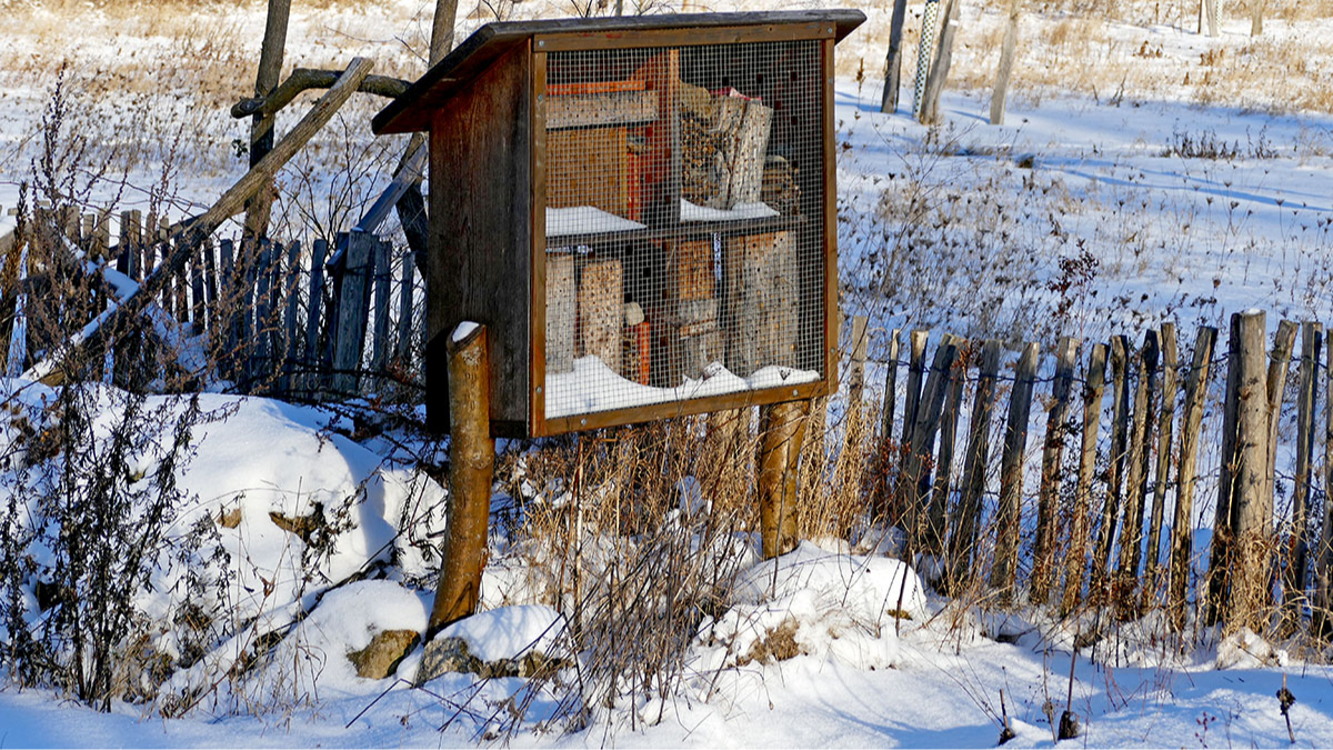 Januar 2026: Wildbienenruh