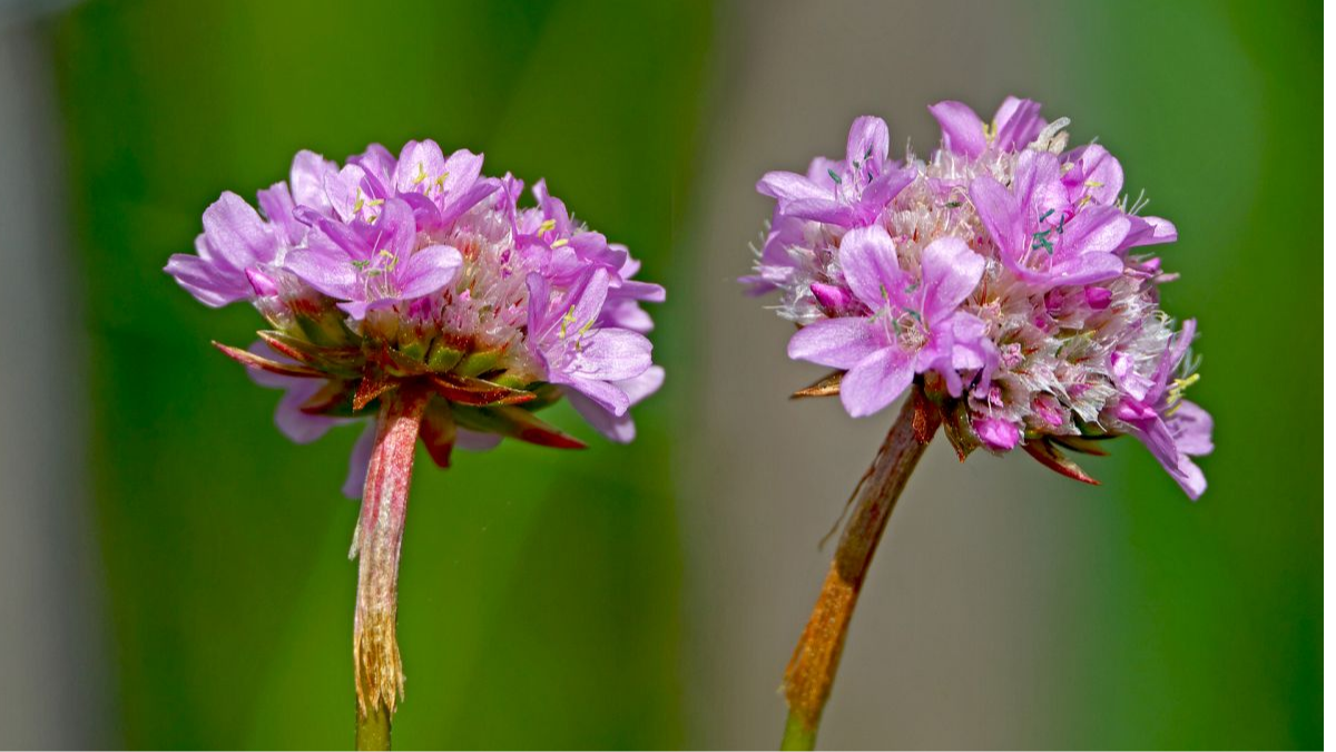 Gewöhnliche Grasnelke