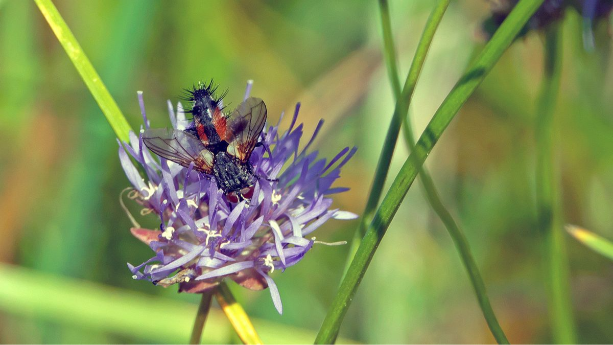 Rotgefleckte Raupenfliege (Eriothrix rufomaculatus)