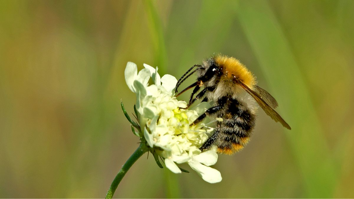 Ackerhummel