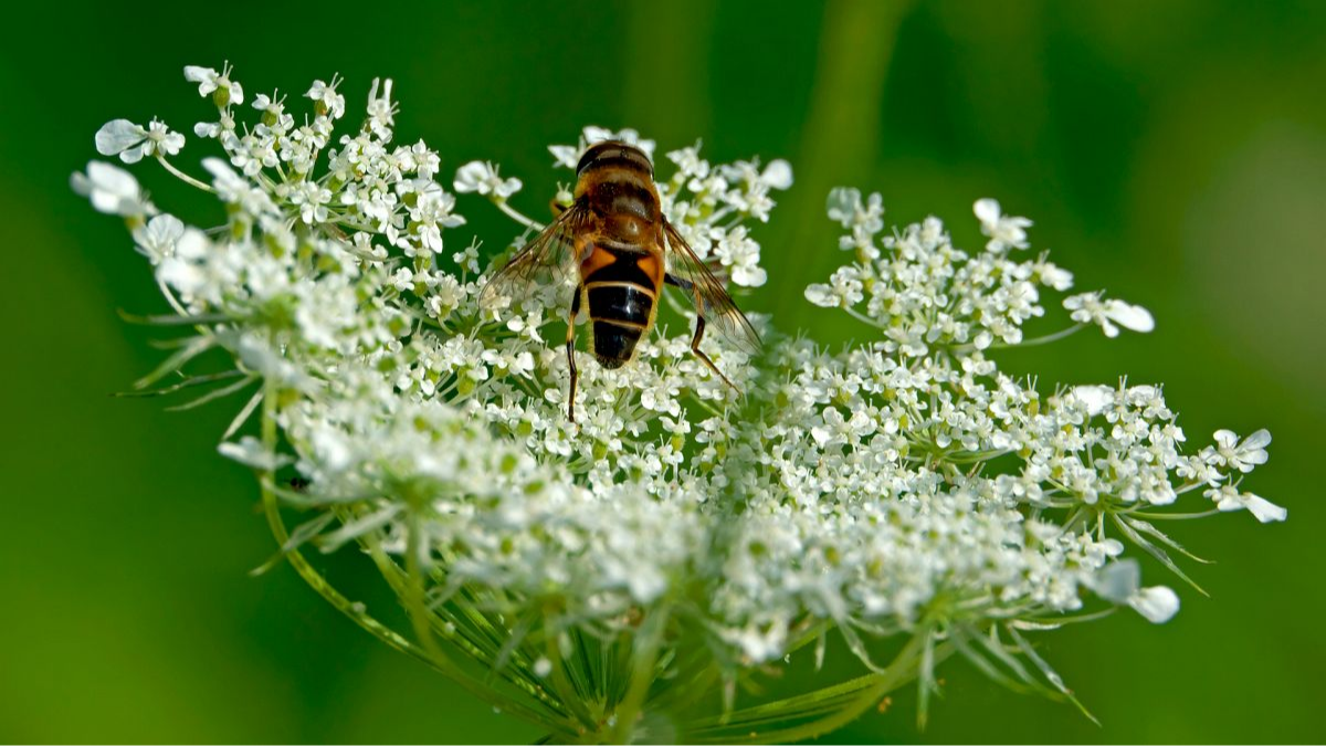 Keilfleckschwebfliege (Eristalis sp.)