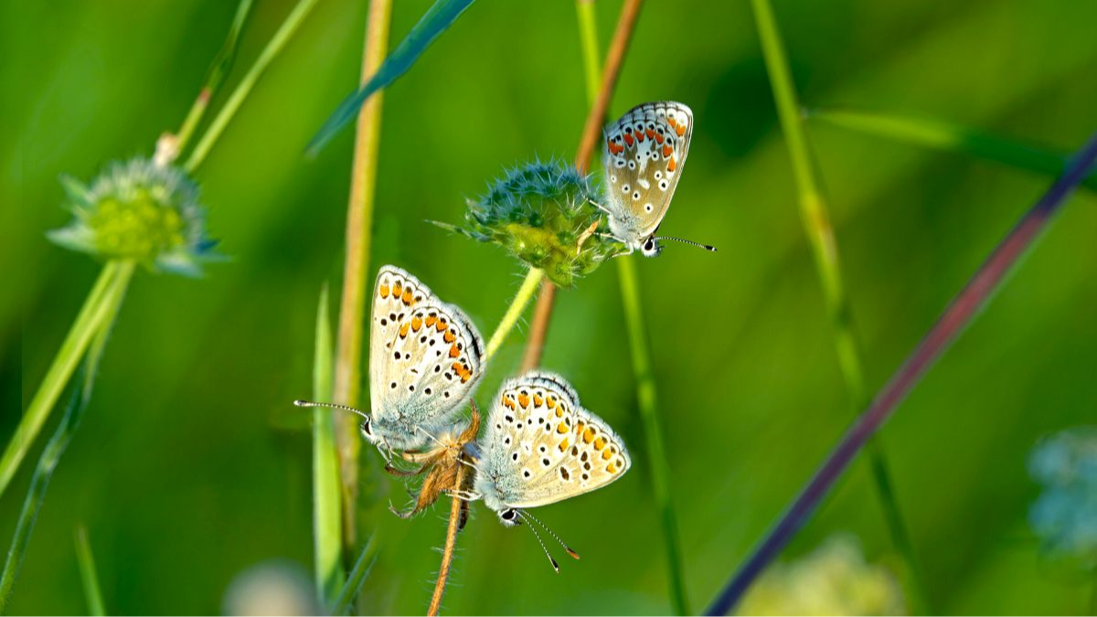 Kleine Sonnenröschen-Bläulinge