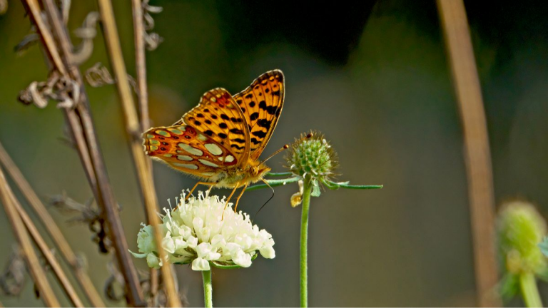 Kleiner Perlmuttfalter
