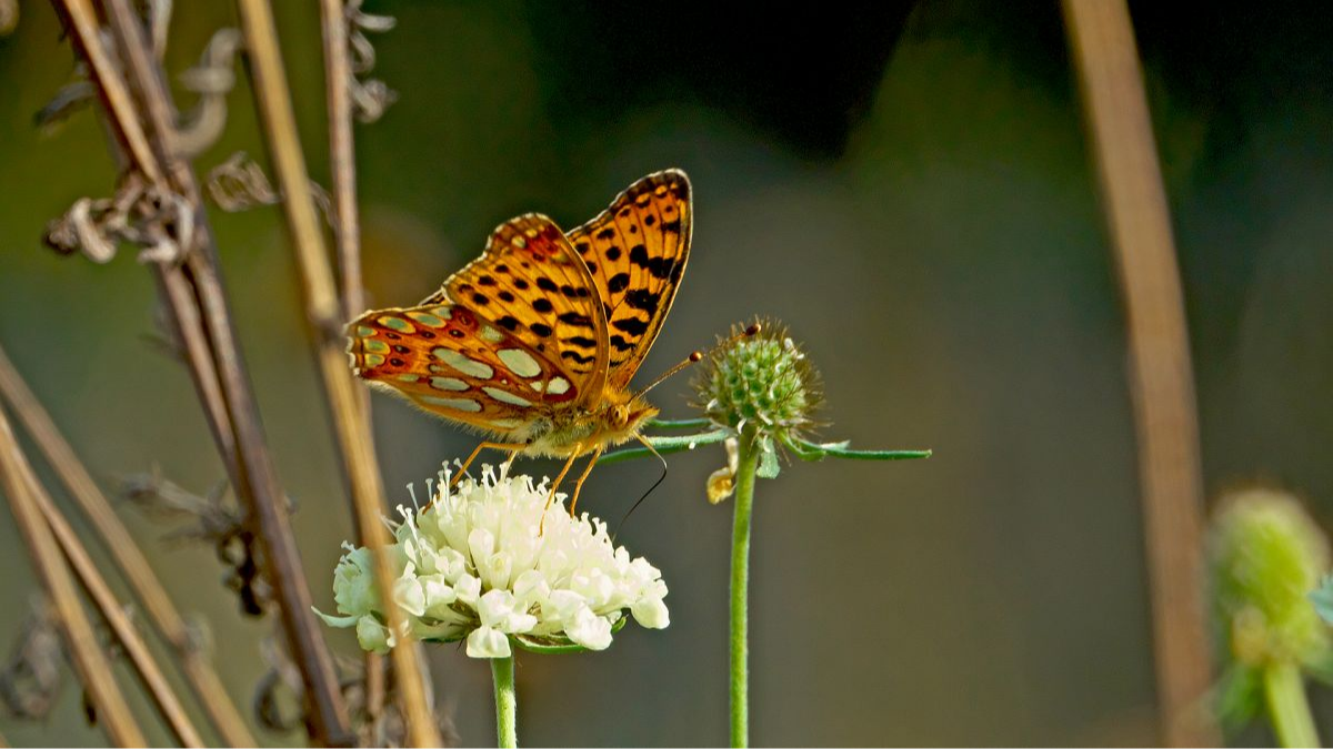 Kleiner Perlmuttfalter