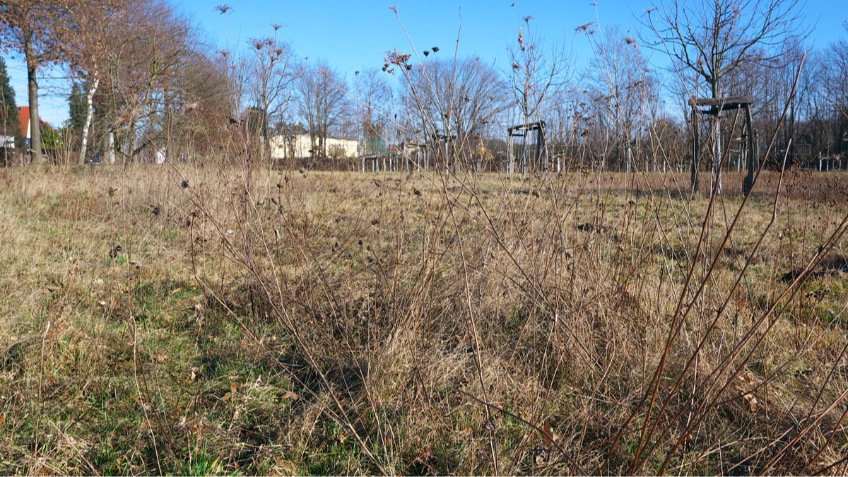 März 2025: Trockene Stängel durften überwintern