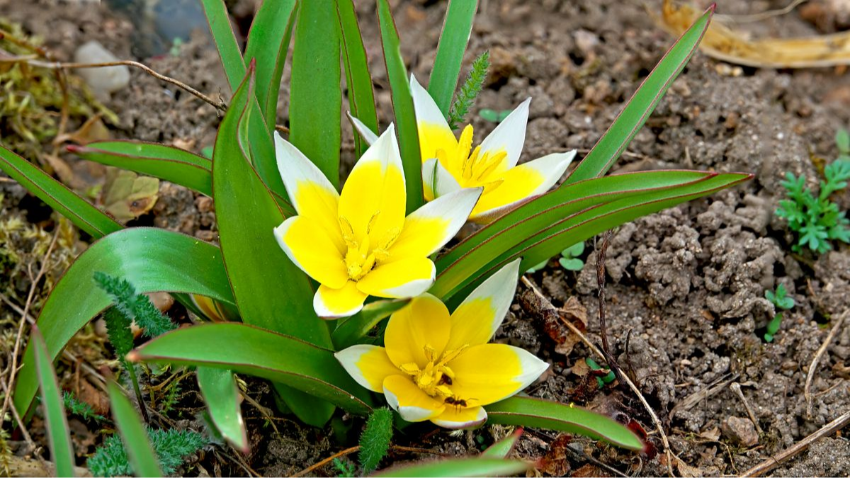Stern-Tulpe