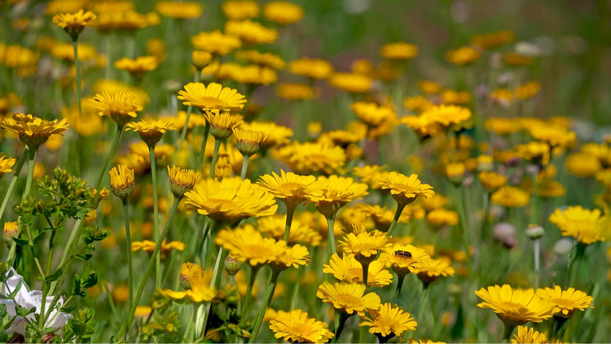 Juli 2025: Färberkamille im Insektengarten