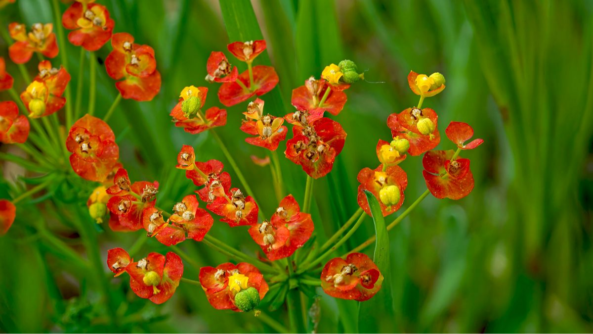 Zypressen-Wolfsmilch