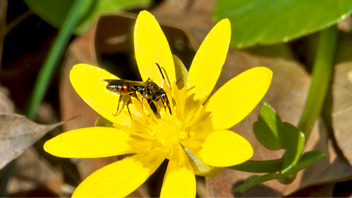 Wespenbiene (wahrscheinlich Nomada cf. flavoguttata )