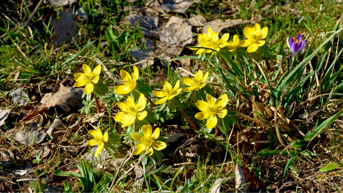 Winterlinge