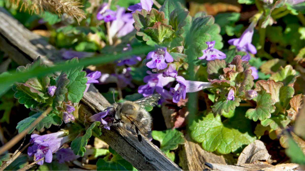 Männchen der Frühlingspelzbiene