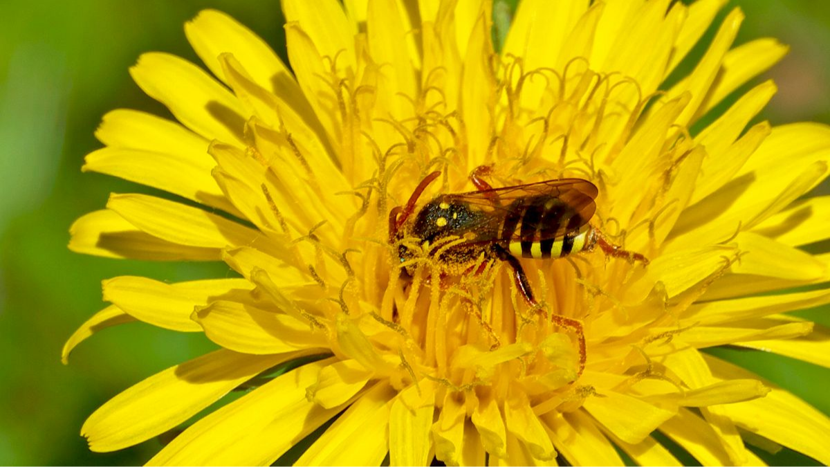 Wespenbiene (wahrscheinlich Nomada cf. goodeniana)