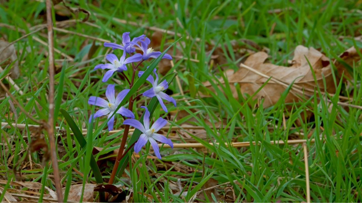 Gewöhnliche Sternhyazinthe