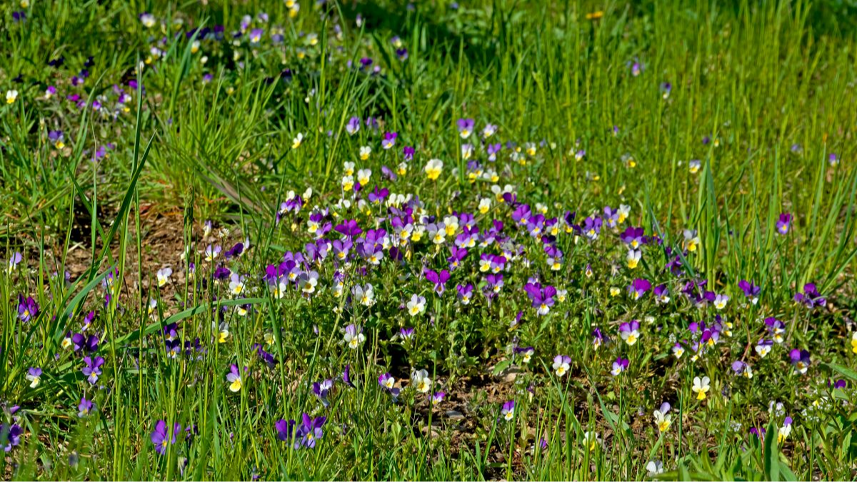 Wilde Stiefmütterchen