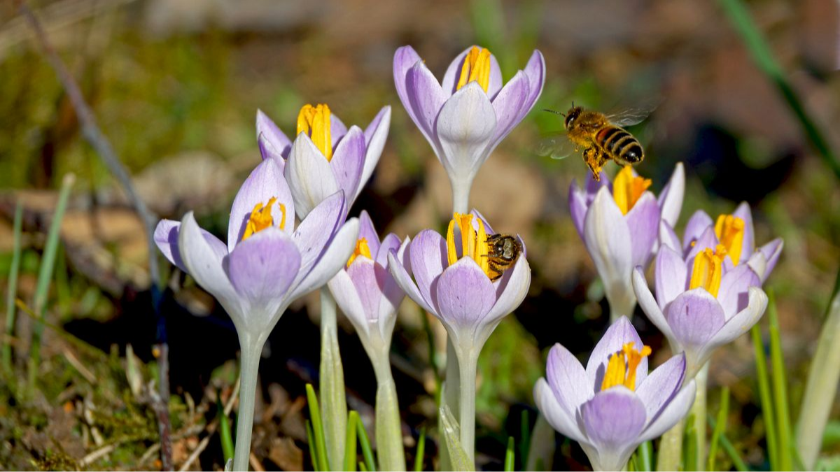 Honigbienen und Krokusse