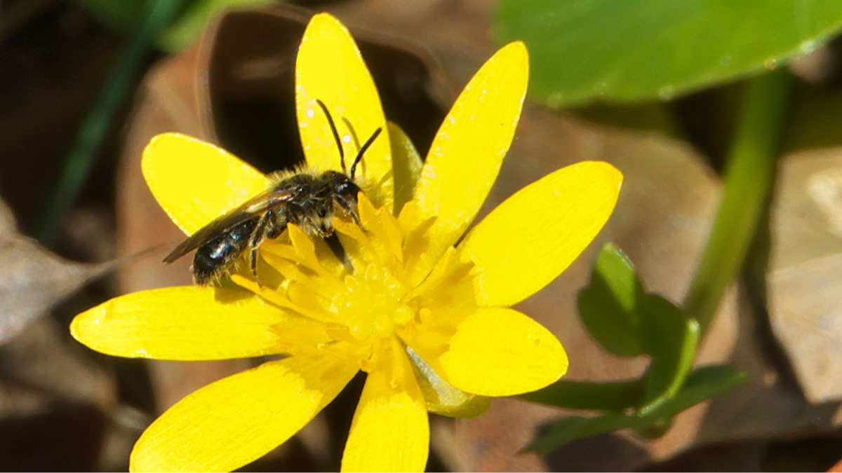 Wildbiene (wahrscheinlich eine Schmalbiene)