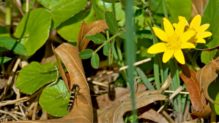 Scharbockskraut und Langbauchschwebflige