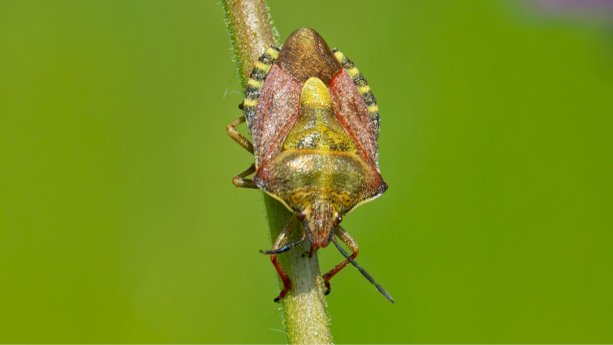 Purpur-Fruchtwanze