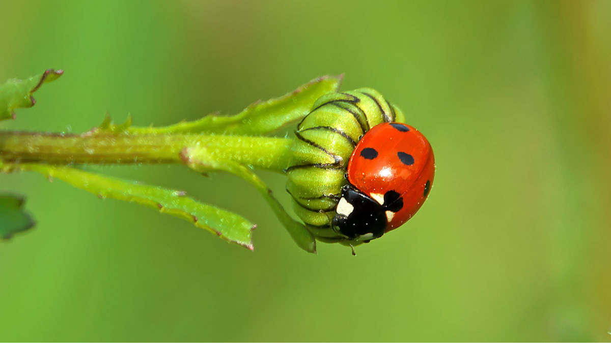 Siebenpunkt-Marienkäfer