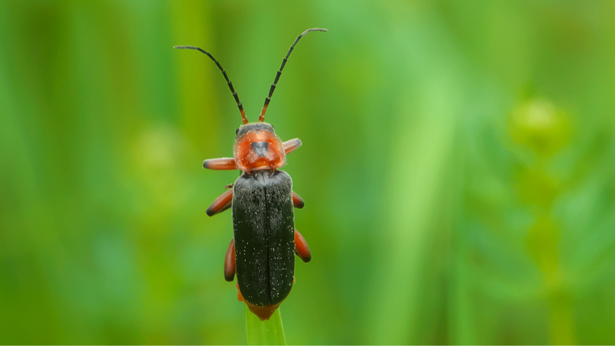Soldatenkäfer