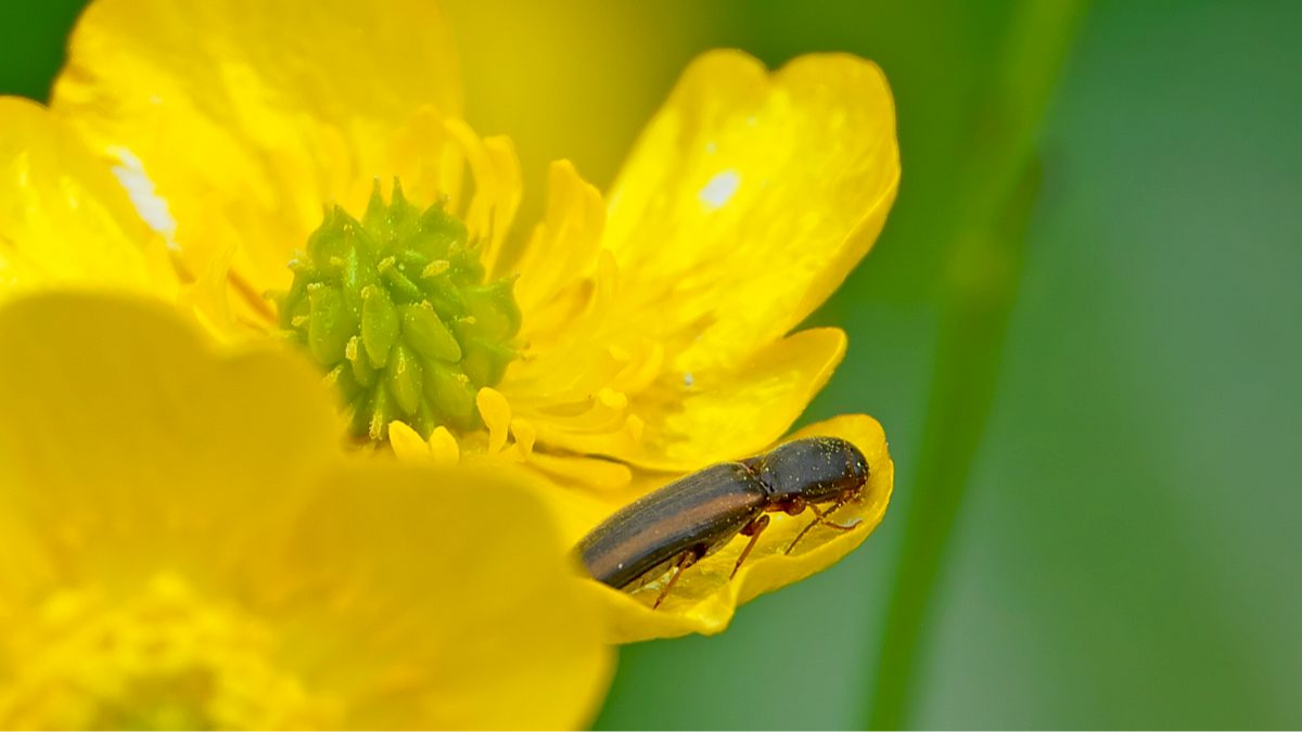 Saatschnellkäfer (?)