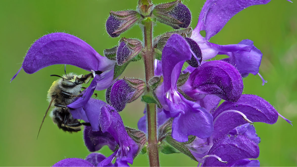 Gebänderte Pelzbiene