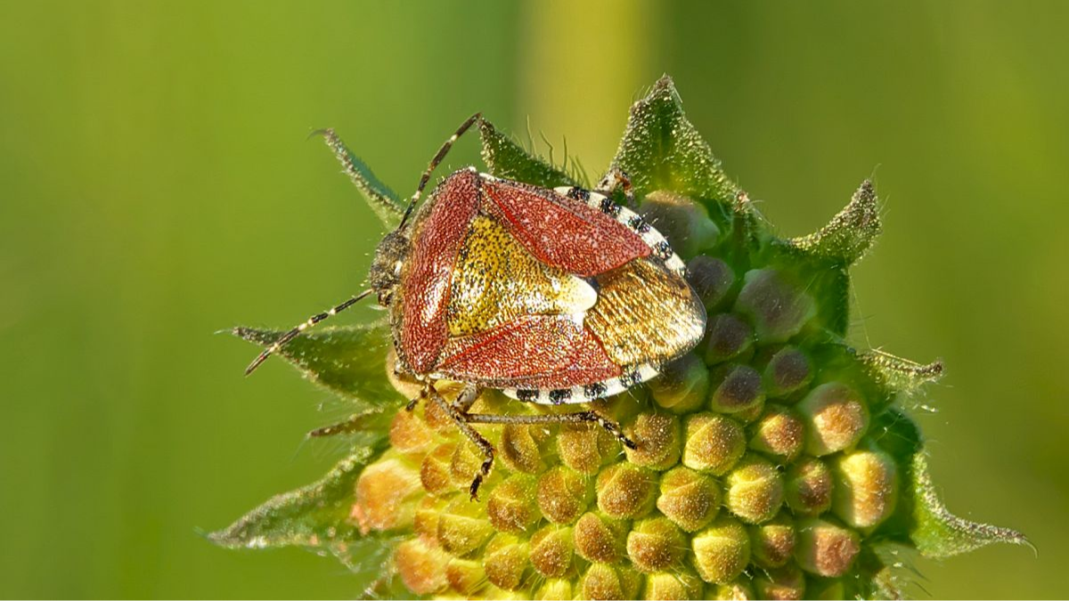 Beerenwanze