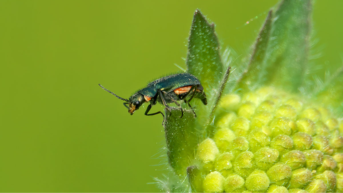 Zweifleckiger Zipfelkäfer