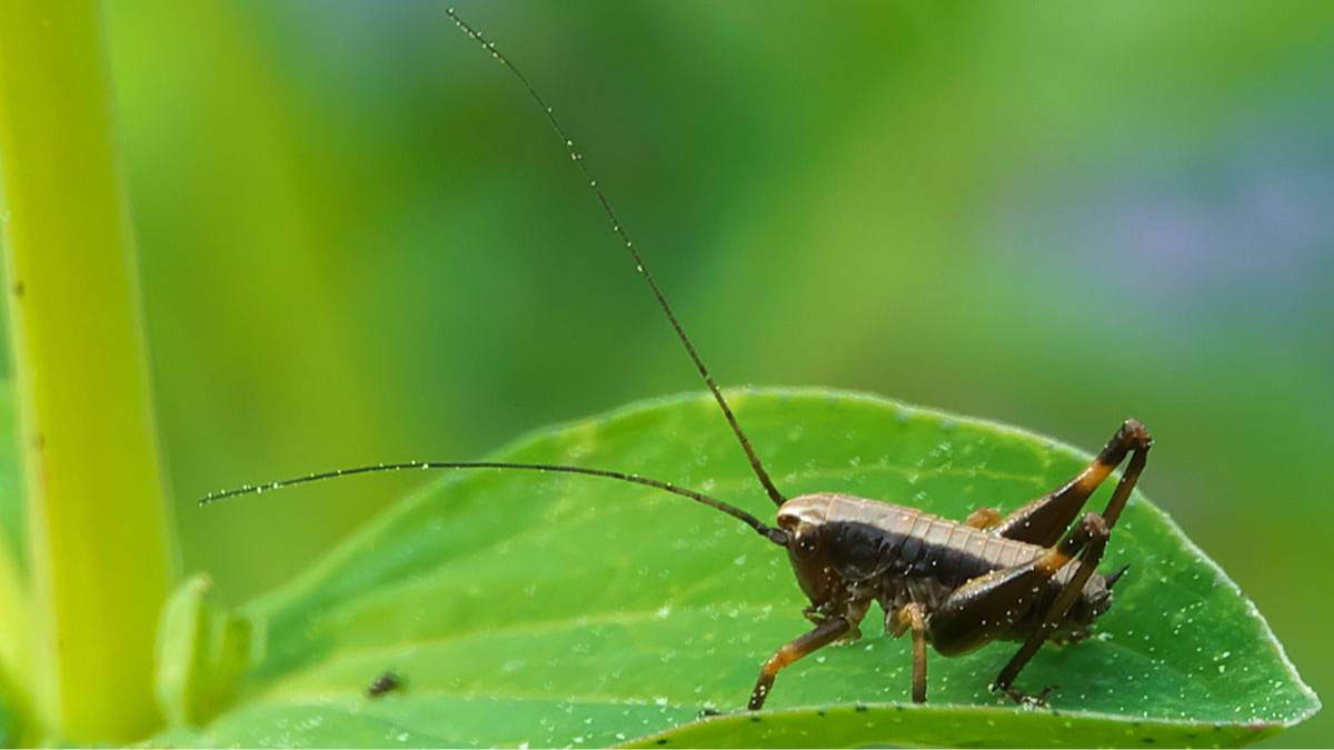 Gewöhnliche Strauchschrecke (Nymphe)