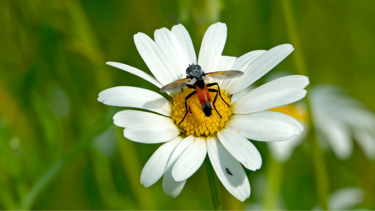 Cylindromyia brassicaria (Kohlwanzenfliege)