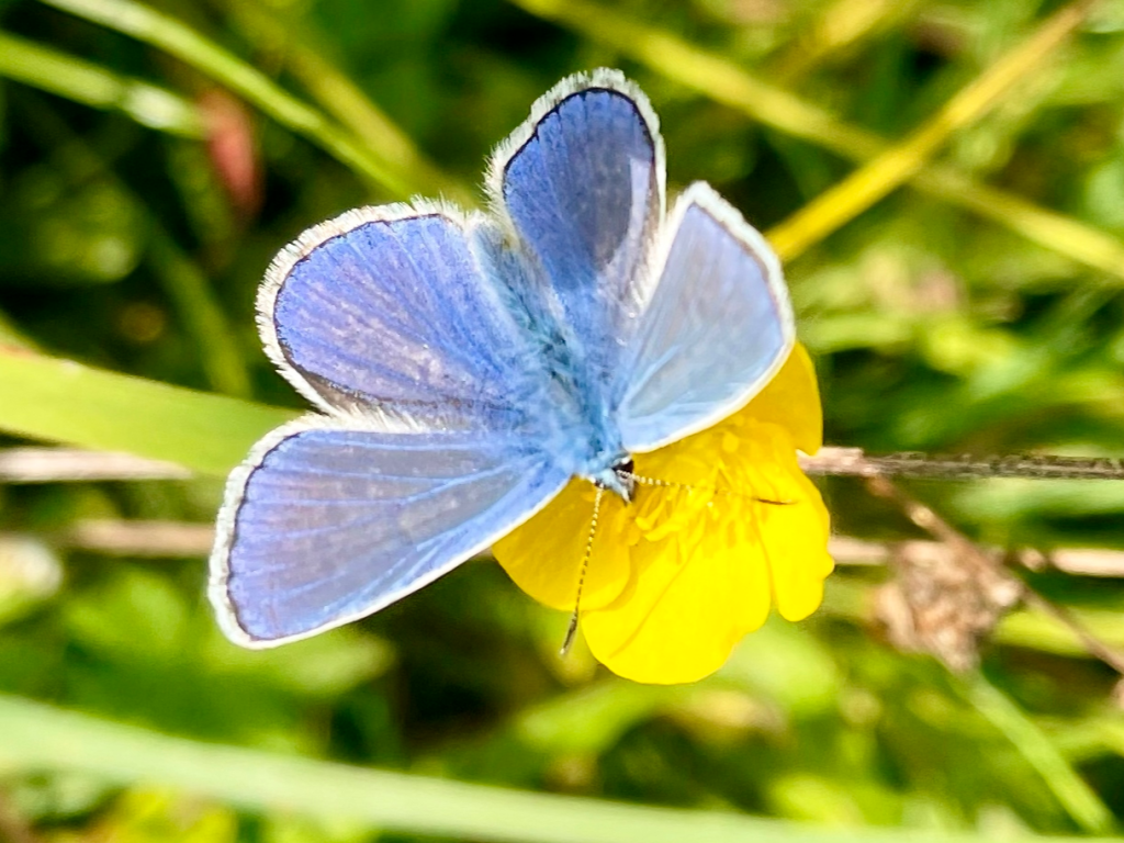 Wiesenbläuling