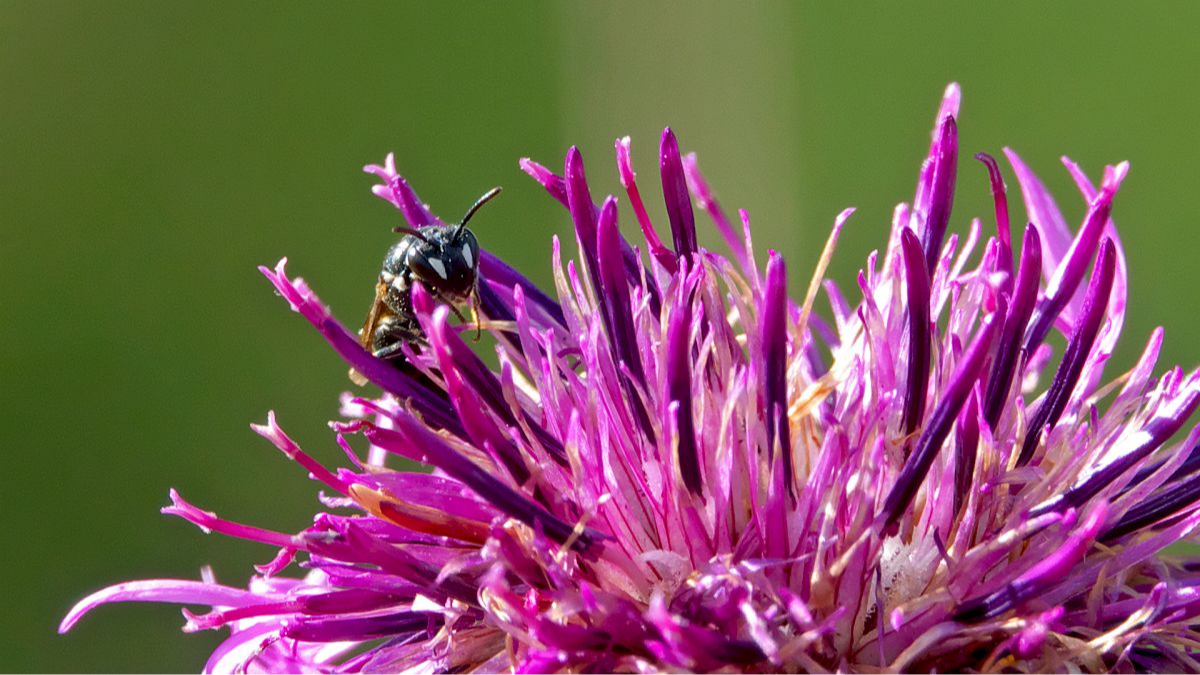 Maskenbiene, weiblich