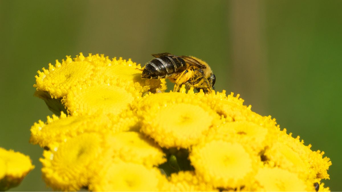 Seidenbiene, weiblich