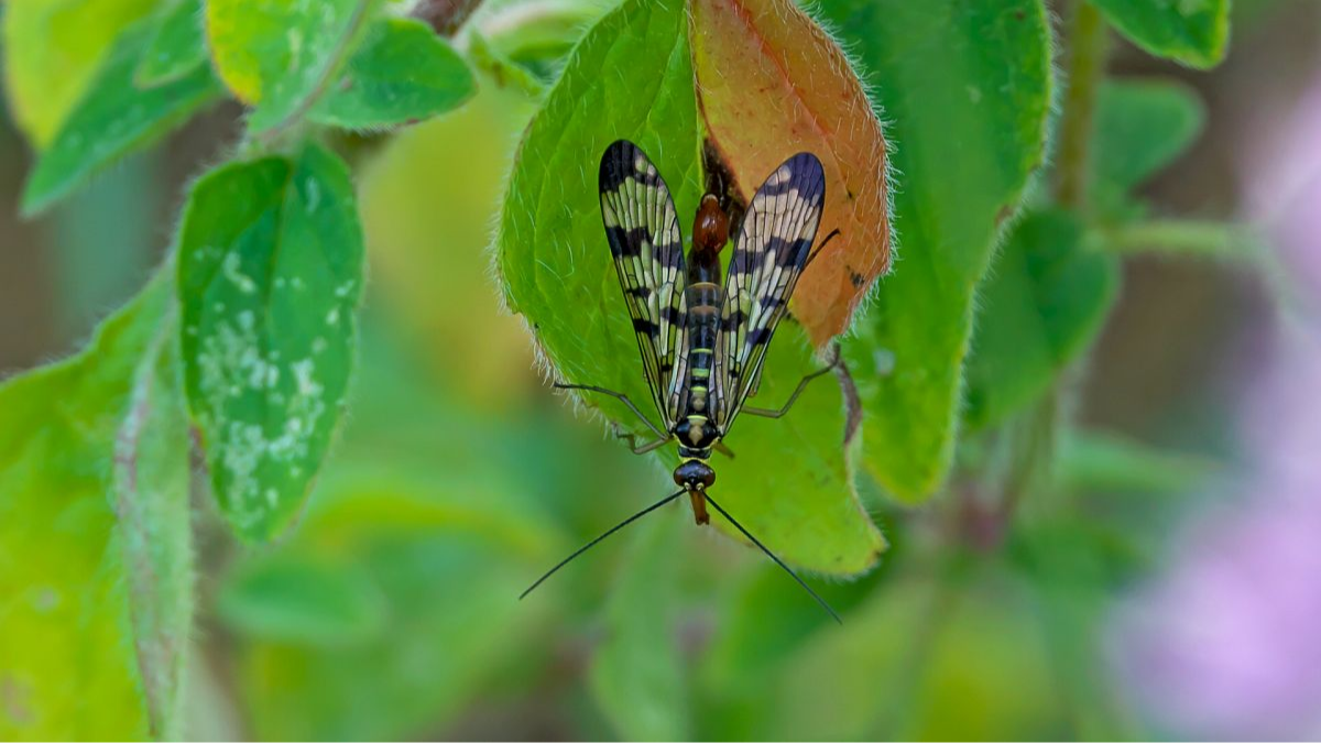 Gemeine Skorpionsfliege, männlich