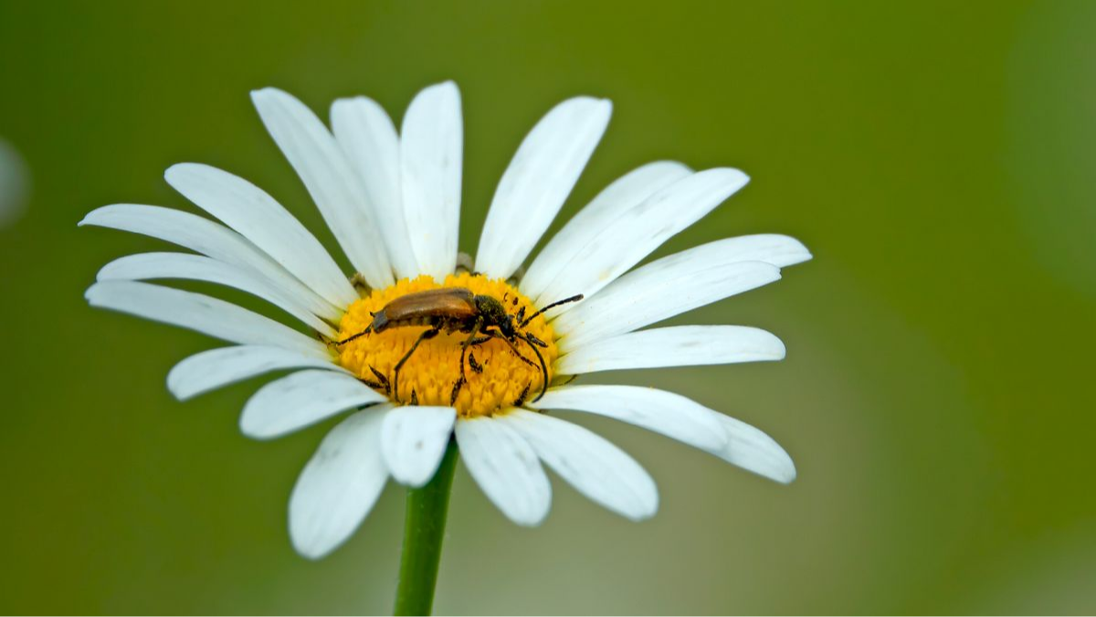 Gelbflügeliger Halsbock