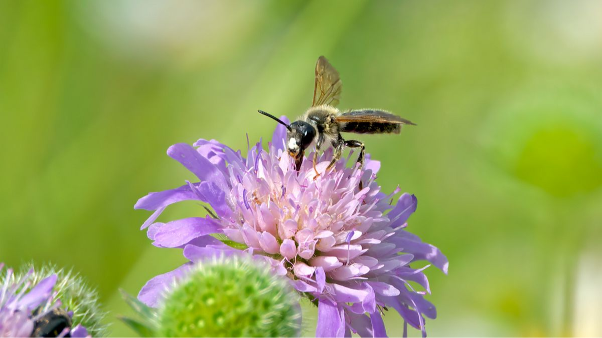 Knautien-Sandbiene, Männchen