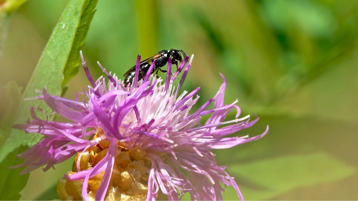 Maskenbiene, weiblich